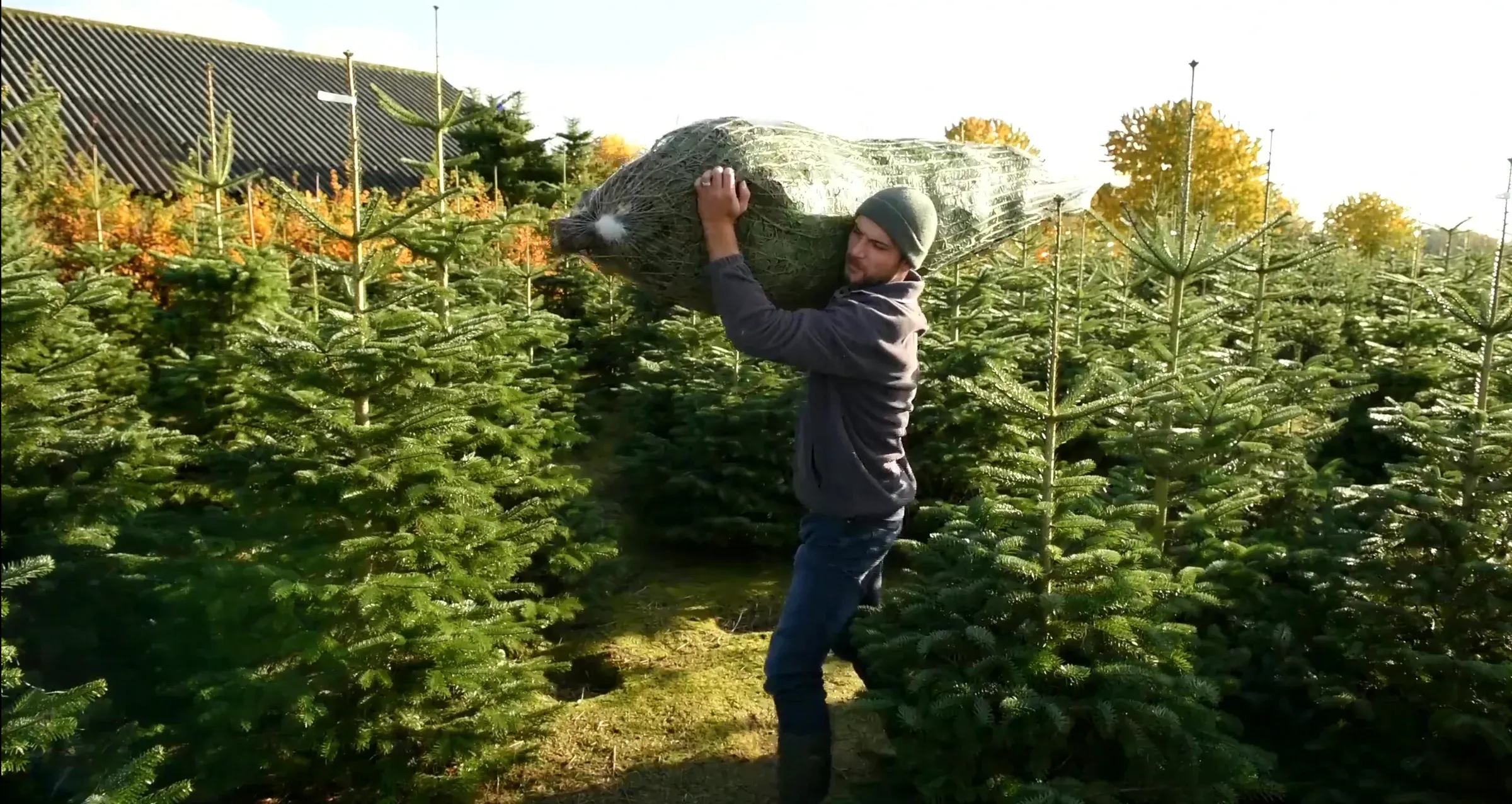 Een kerstboom in net wordt door de rijen van de kwekerij gedragen, het begin van elke order die de plugin aan Mendrix doorgeeft