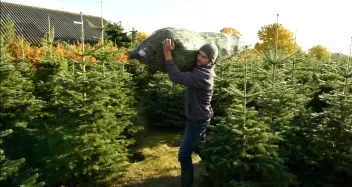 Een kerstboom in net wordt door de rijen van de kwekerij gedragen, het begin van elke order die de plugin aan Mendrix doorgeeft